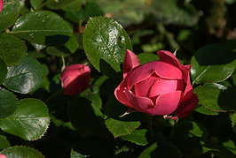 Bernhard Saalfeld - Gartenrose (9v9)